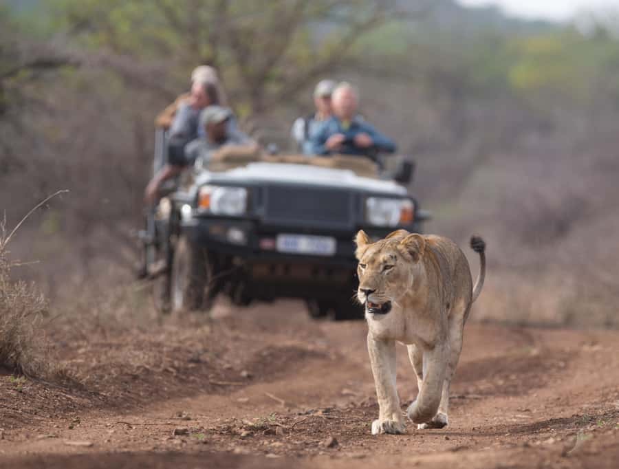 From Durban: Wildlife Lovers Big 5 Safari at 2 Game Reserves - Searching for lions, cheetahs, elephants, and rhinos