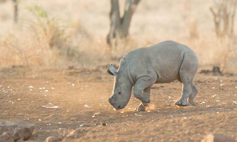From Durban: Wildlife Lovers Big 5 Safari at 2 Game Reserves - Who should book this safari?