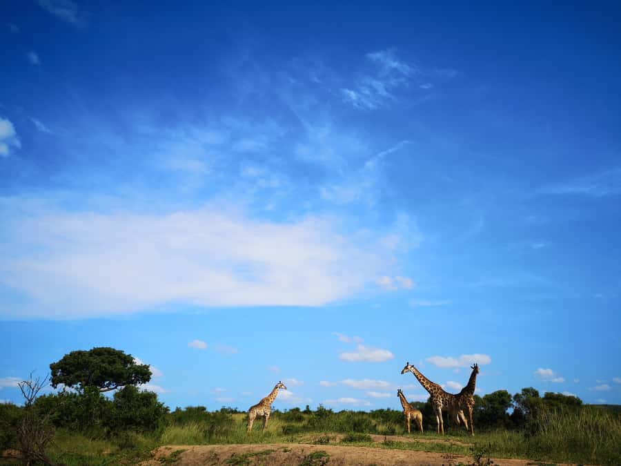 From Durban: Wildlife Lovers Big 5 Safari at 2 Game Reserves - The 5 AM start and the road from Durban