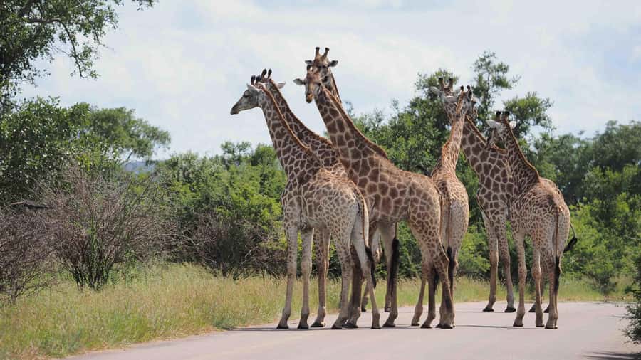 From Hazy View: Full Day Kruger National Park Safari - Key points to know before booking