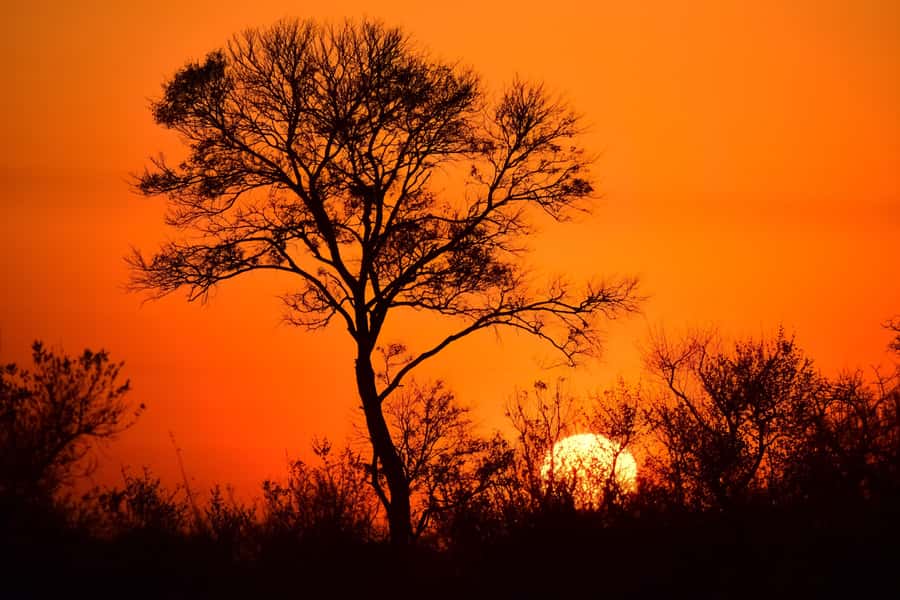 From Hazy View: Full Day Kruger National Park Safari - An early start that makes sense in Kruger