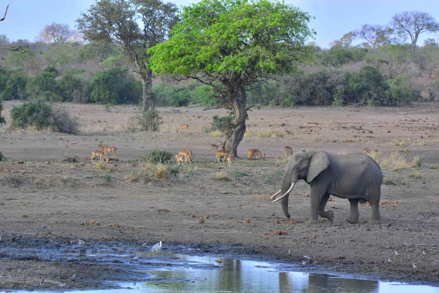 From Hazy View: Full Day Kruger National Park Safari - The afternoon drive and its tradeoffs