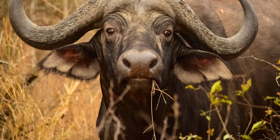 From Hazy View: Full Day Kruger National Park Safari - What the $121 price covers