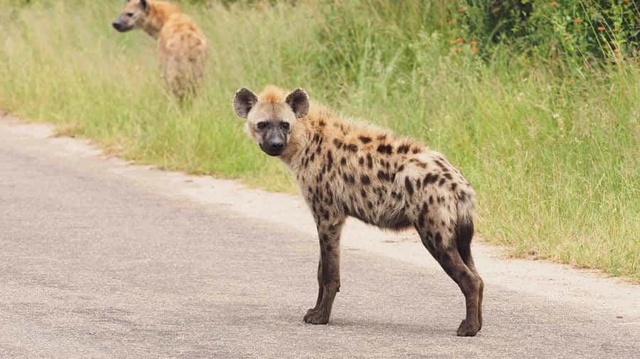 From Hazy View: Full Day Kruger National Park Safari - Who should book this safari