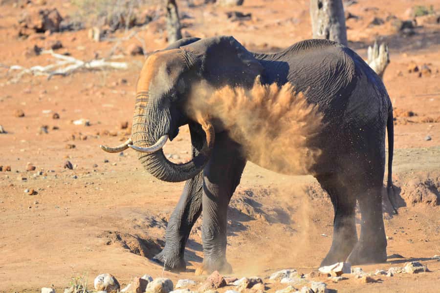 From Hazy View: Full Day Kruger National Park Safari - Final verdict: a practical full-day Kruger choice