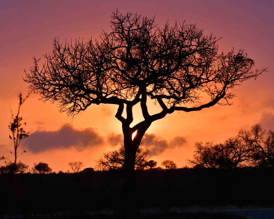 From Hazy View: Full Day Kruger National Park Safari - The morning drive and the Big Five question