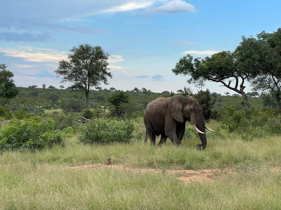 From Hazyview : Big 5 Kruger National Park Day Safari - Why the 5:30 am start matters