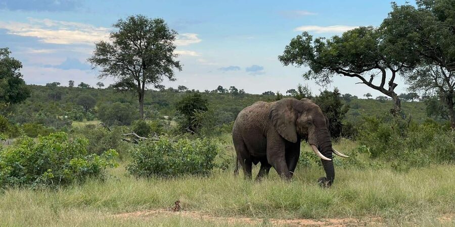 From Hazyview : Big 5 Kruger National Park Day Safari - Midday wildlife and the three-and-a-half-hour drive