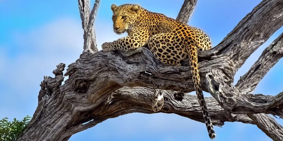 From Hazyview : Big 5 Kruger National Park Day Safari - Lunch at a Kruger camp