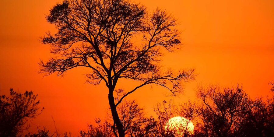 From Hazyview : Big 5 Kruger National Park Day Safari - What the wildlife record tells you