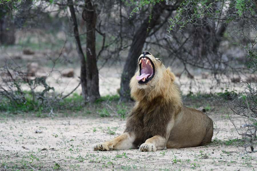From Hazyview: Private Afternoon Game Drive - Why an afternoon safari from Hazyview makes sense