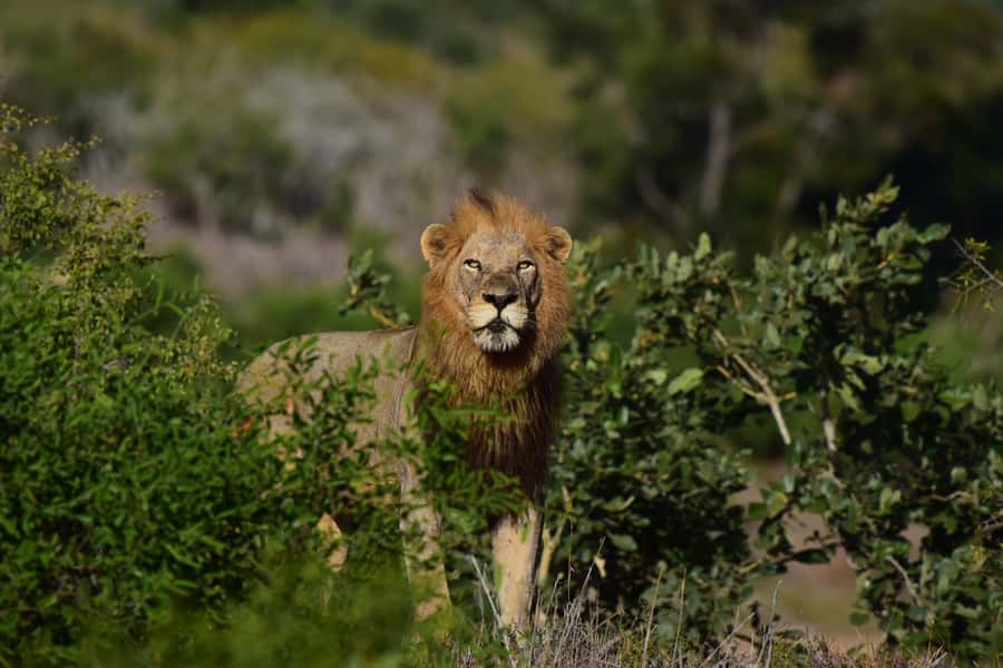 From Hazyview: Private Afternoon Game Drive - What your guide adds to the drive