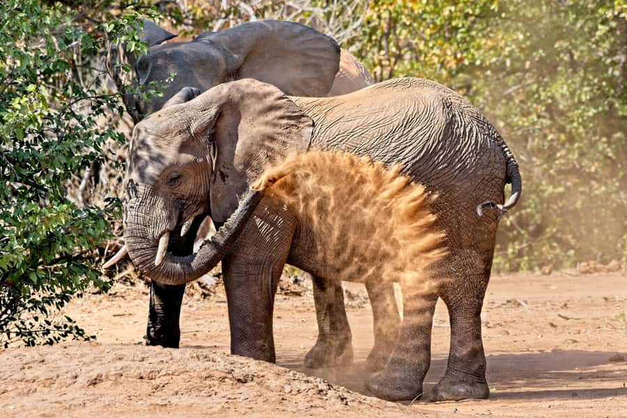 From Hazyview: Private Afternoon Game Drive - Pickup points and the time you actually have