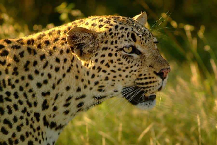 From Hazyview: Private Afternoon Game Drive - What is included, and what you still pay