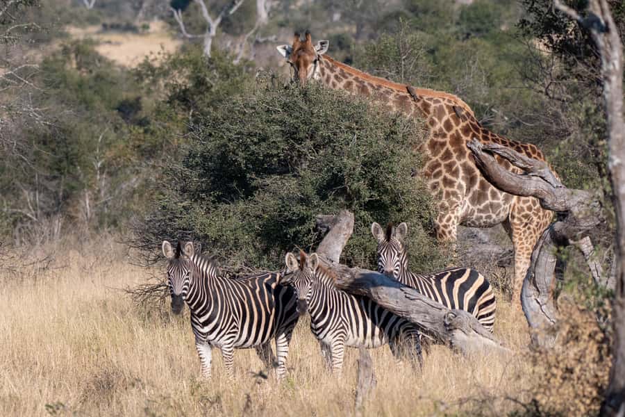 From Hazyview: Private Afternoon Game Drive - Who will get the most from this safari
