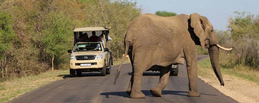 From Hazyview: Private Half-Day Guided Kruger Safari - Key points to know before booking