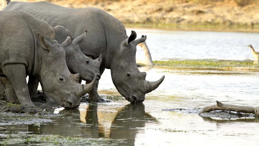 From Hazyview: Private Half-Day Guided Kruger Safari - A private start from Hazyview