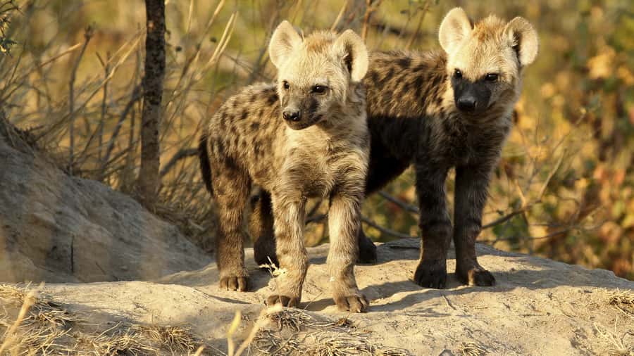 From Hazyview: Private Half-Day Guided Kruger Safari - What your guide adds to the drive