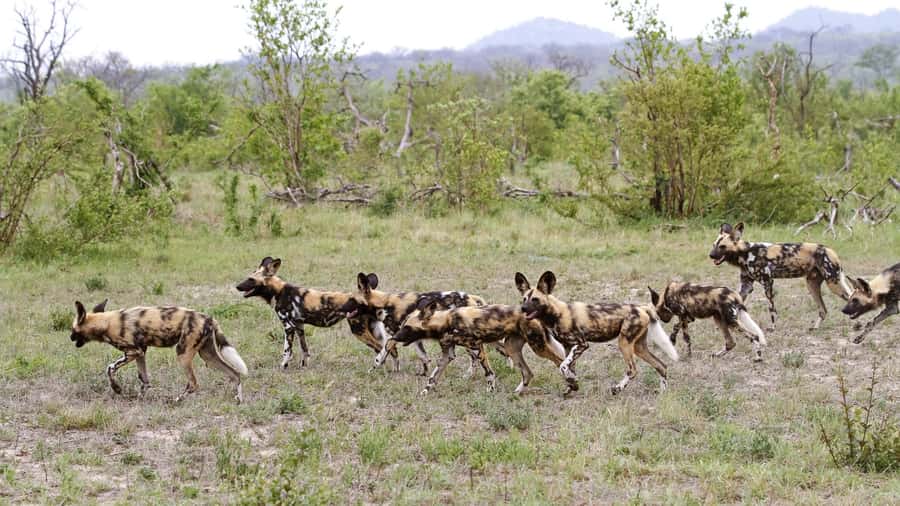 From Hazyview: Private Half-Day Guided Kruger Safari - The food stop needs a little planning