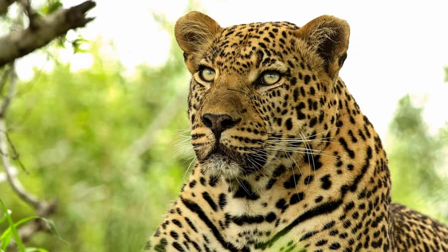 From Hazyview: Private Half-Day Guided Kruger Safari - Who should book this Kruger safari