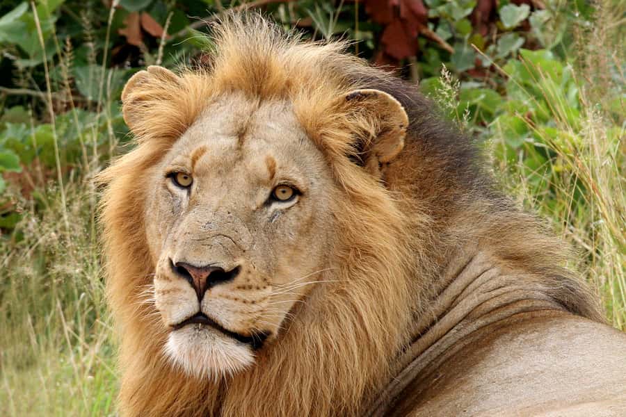 From Hazyview: Private Half-Day Guided Kruger Safari - Entering Kruger in an open safari vehicle