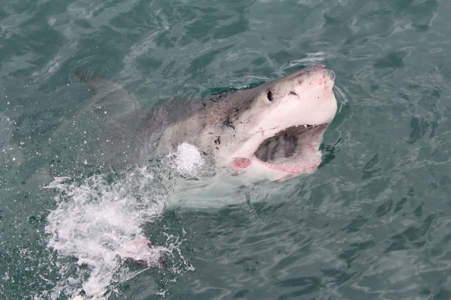 From Hermanus: Cruise with Shark Cage Dive and Lunch - Should you book this shark cage experience?