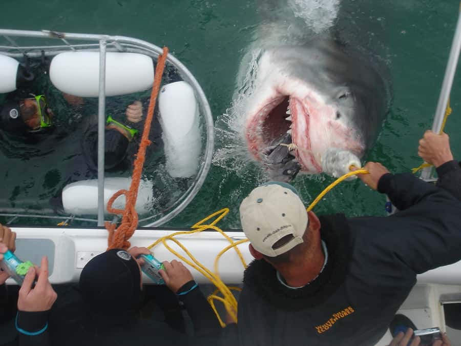 From Hermanus: Cruise with Shark Cage Dive and Lunch - The trip begins with a safety briefing and warm breakfast