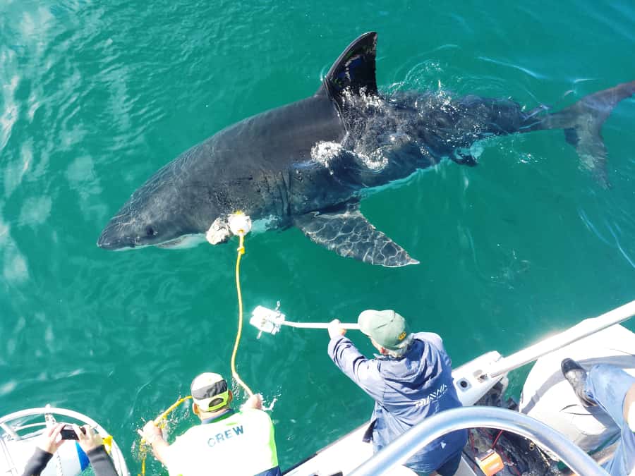 From Hermanus: Cruise with Shark Cage Dive and Lunch - Three hours at sea with sharks and a marine guide