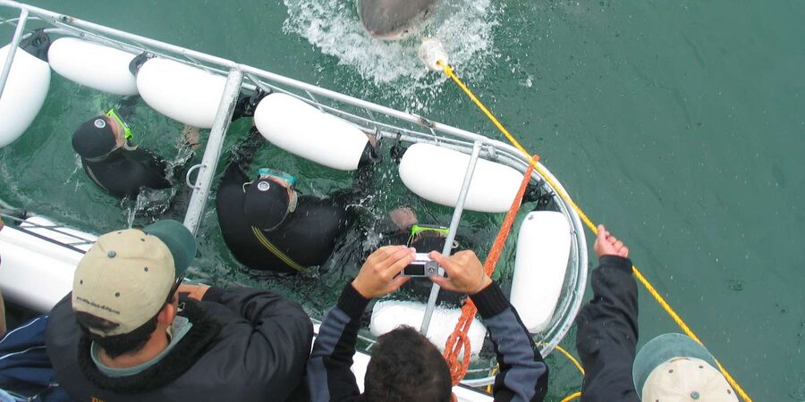 From Hermanus: Cruise with Shark Cage Dive and Lunch - Bronze whalers, great whites, seals, and stingrays