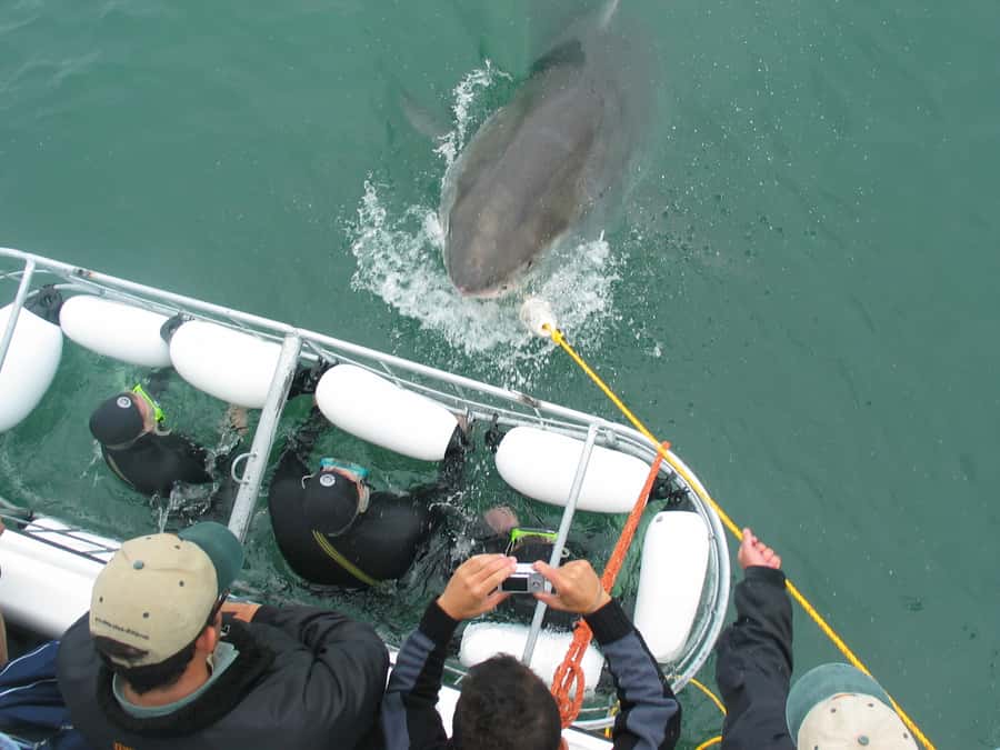 From Hermanus: Cruise with Shark Cage Dive and Lunch - What the cage encounter feels like
