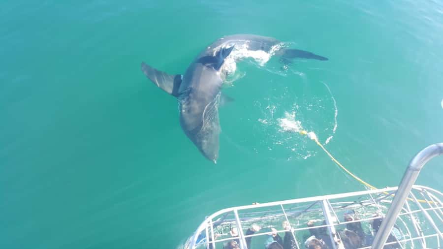 From Hermanus: Cruise with Shark Cage Dive and Lunch - Food, hot showers, and the camera option