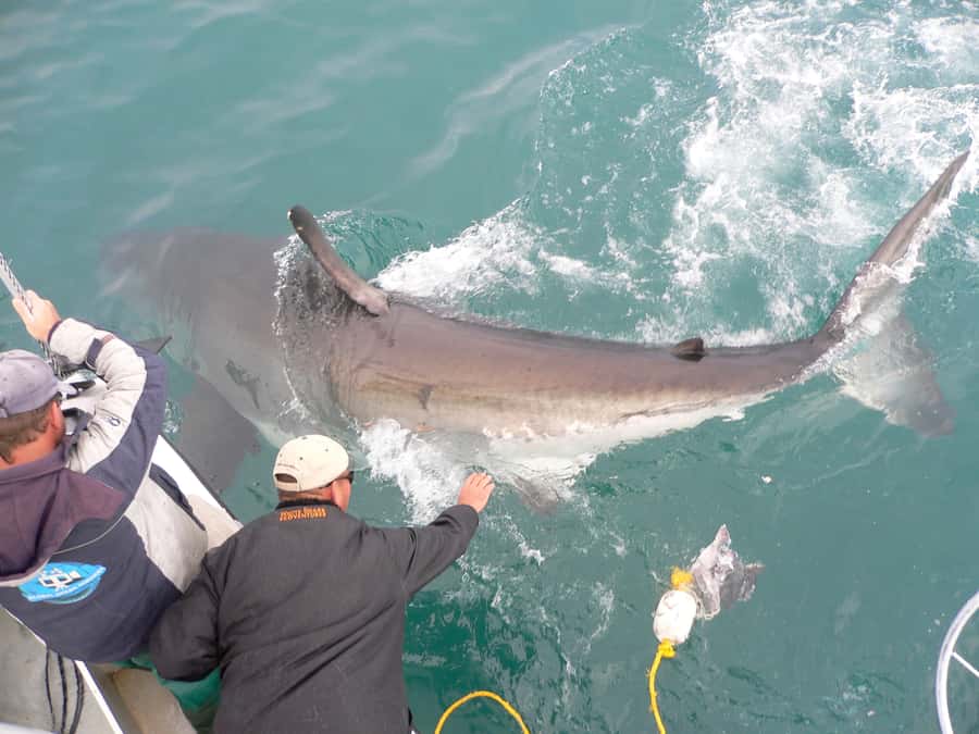 From Hermanus: Cruise with Shark Cage Dive and Lunch - Is $168 good value?
