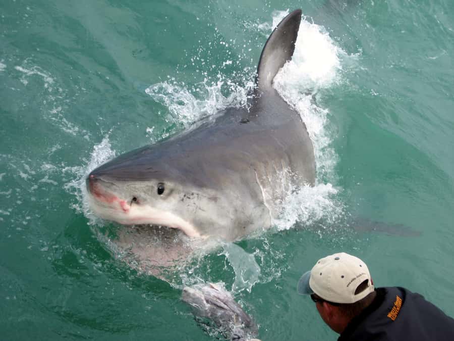 From Hermanus: Cruise with Shark Cage Dive and Lunch - Who should book, and who should think twice?