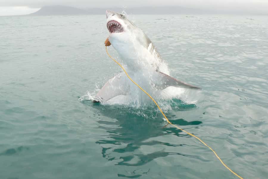 From Hermanus: Cruise with Shark Cage Dive and Lunch - Reaching Shark Alley from Kleinbaai Harbour