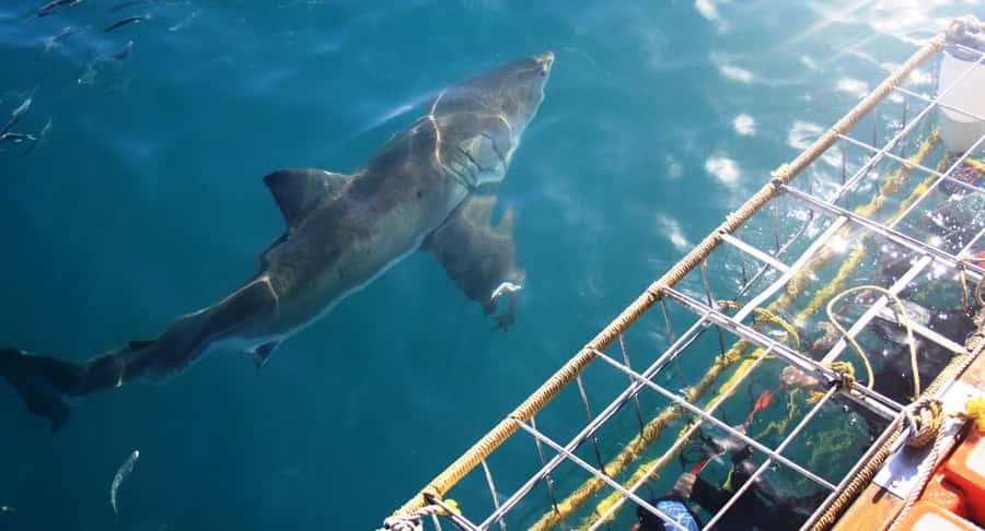 From Hermanus or Cape Town: Shark Cage Diving Experience - Key points to know before you book