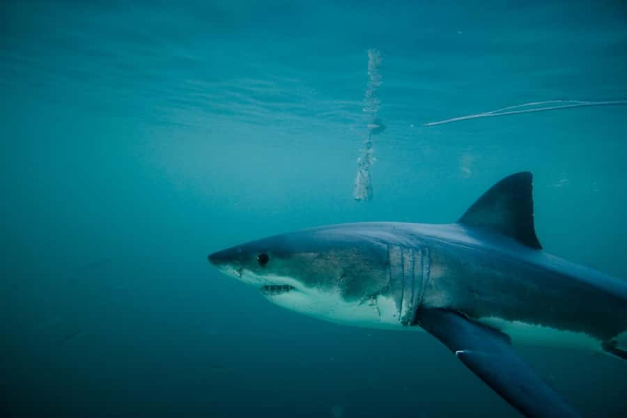 From Hermanus or Cape Town: Shark Cage Diving Experience - The real attraction: sharks in their own cold water