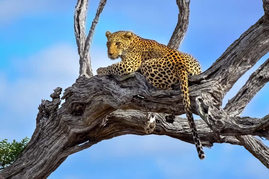 From Johannesburg: 2-Day Safari into Kruger National Park - Your first afternoon inside Kruger