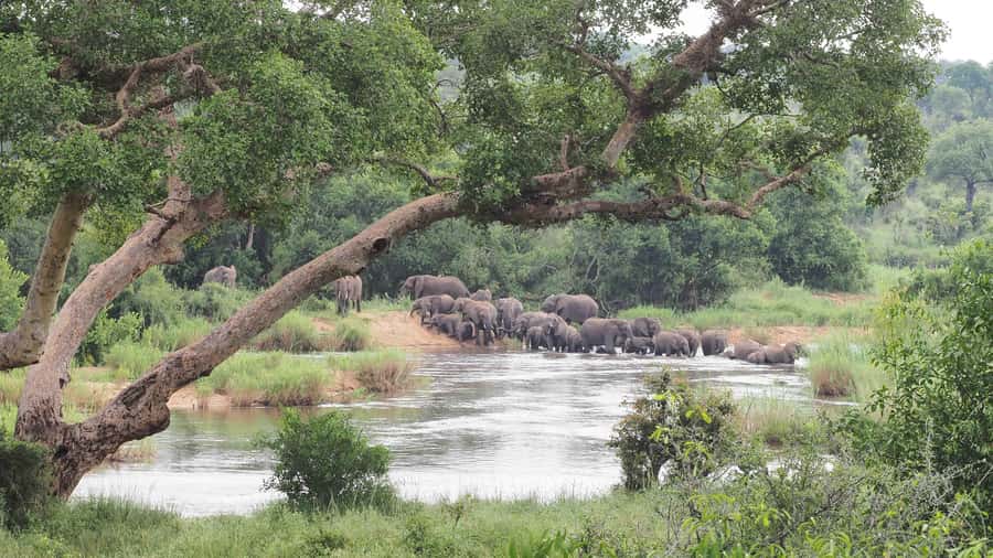 From Johannesburg: 2-Day Safari into Kruger National Park - Five hours back to Johannesburg