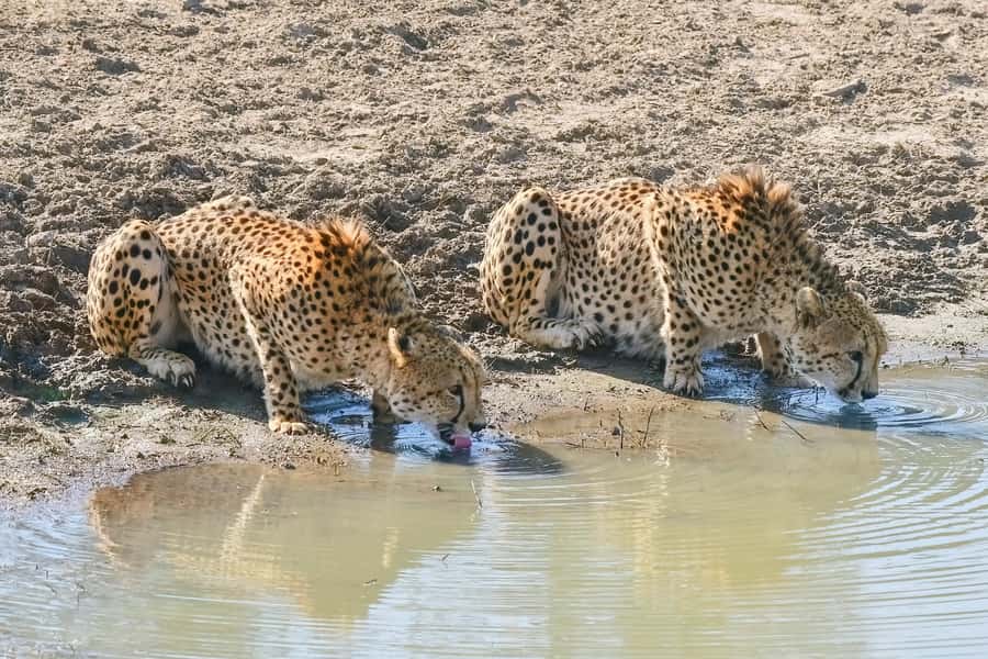 From Johannesburg: 2-Day Safari into Kruger National Park - What the $616 price really covers