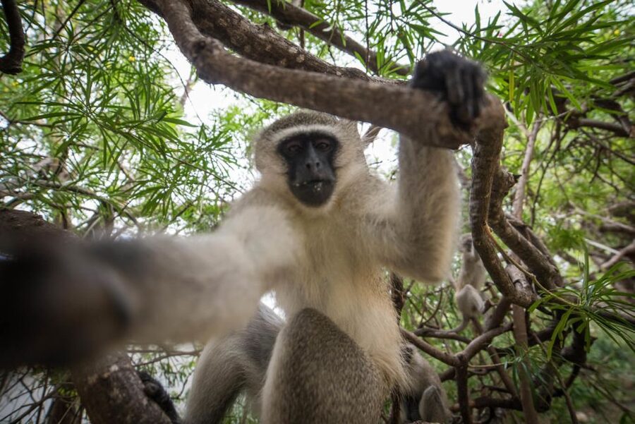 From Johannesburg: 6-Day Classic Kruger National Park Safari - Why the six-day format works