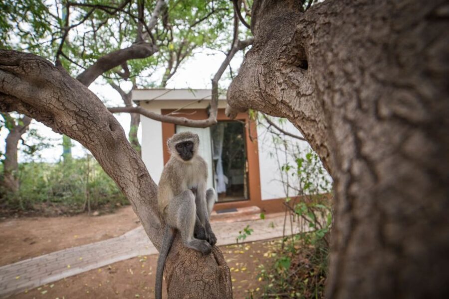 From Johannesburg: 6-Day Classic Kruger National Park Safari - Day 4: Conservation at Moholoholo and a Balule afternoon