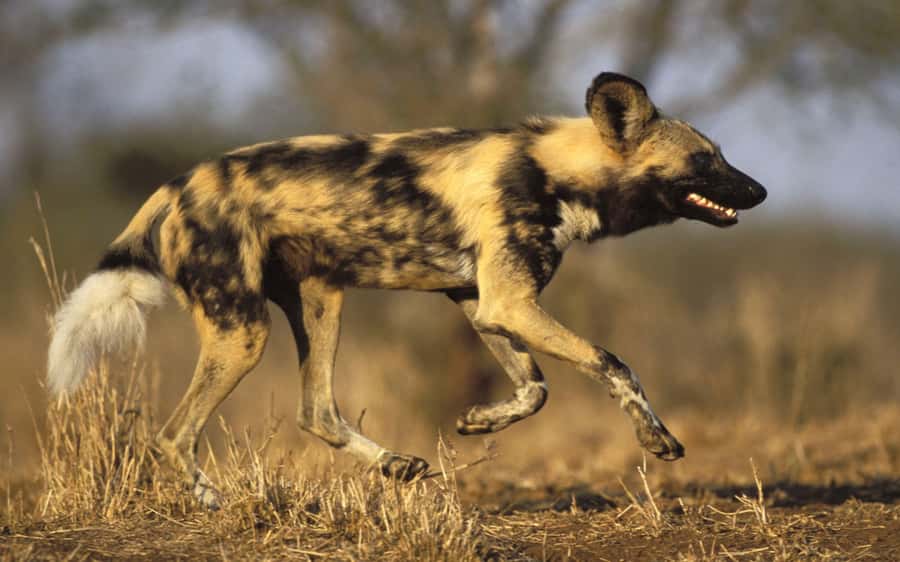 From Johannesburg: Cheetah Tour - Key points to know before you book