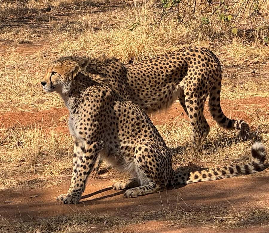 From Johannesburg: Cheetah Tour - Reaching the cheetah centre from Johannesburg or Pretoria