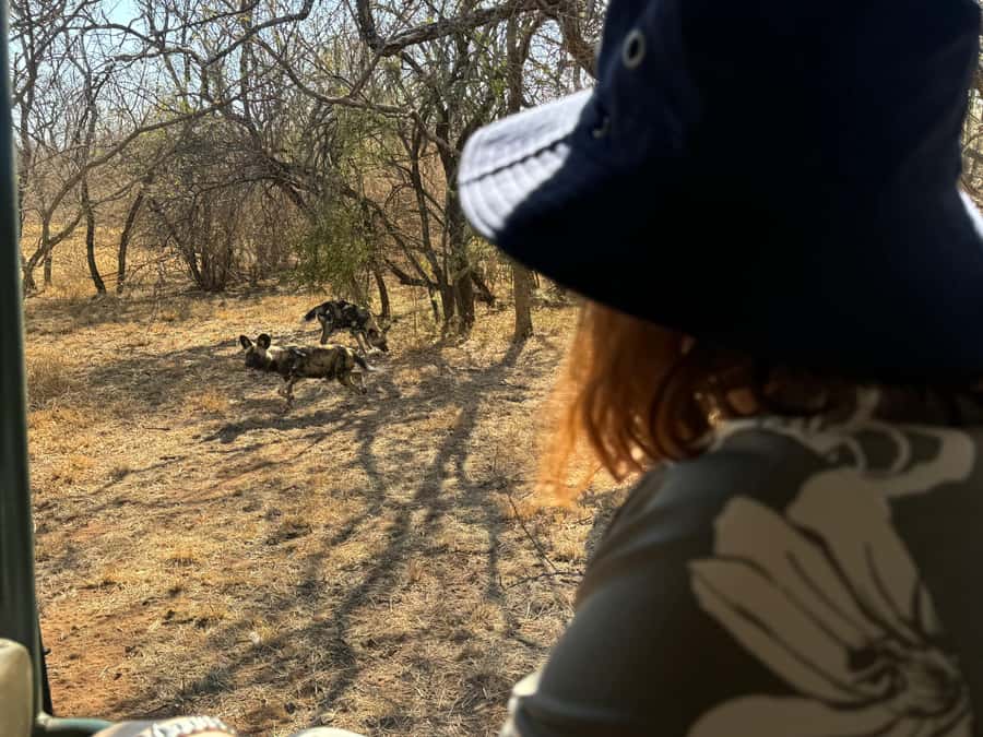 From Johannesburg: Cheetah Tour - The two-hour open-vehicle visit