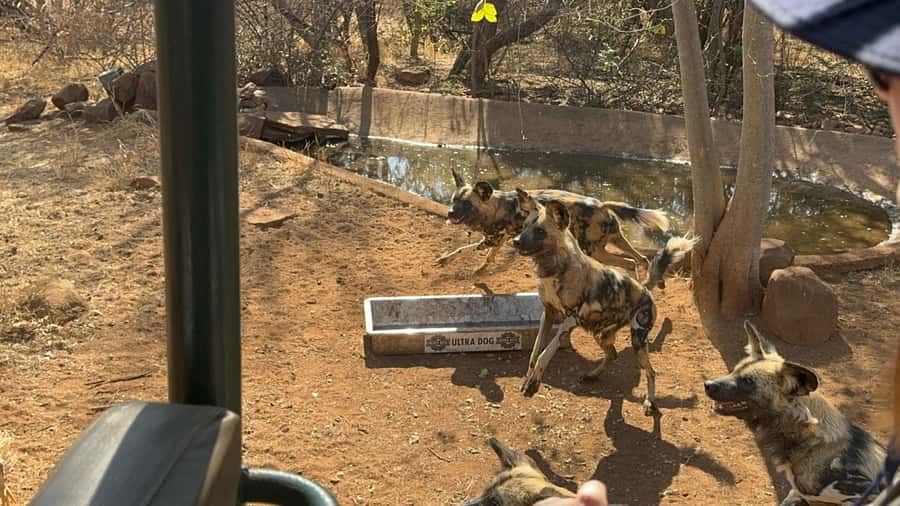 From Johannesburg: Cheetah Tour - Cheetahs, servals, vultures, and wild dogs