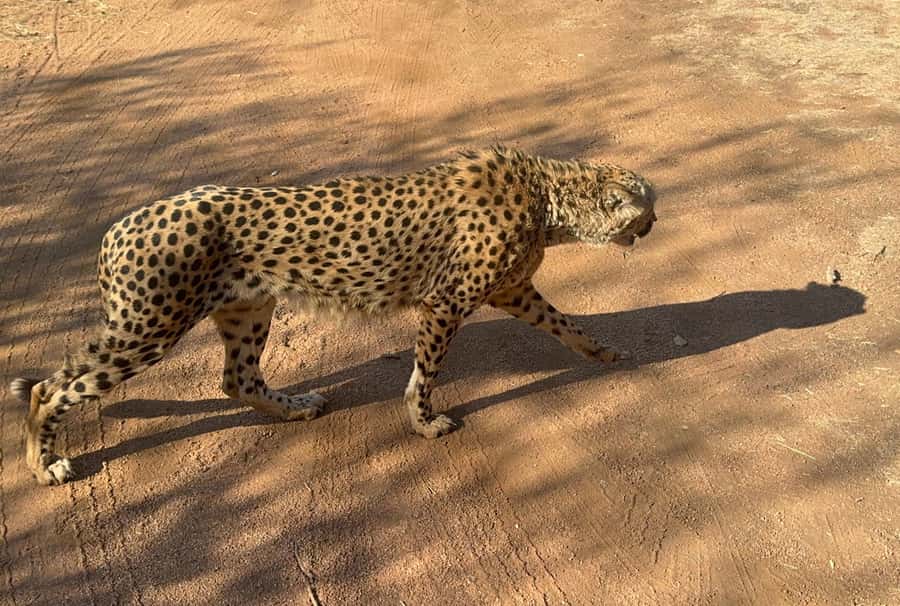 From Johannesburg: Cheetah Tour - Who will get the most from this outing?
