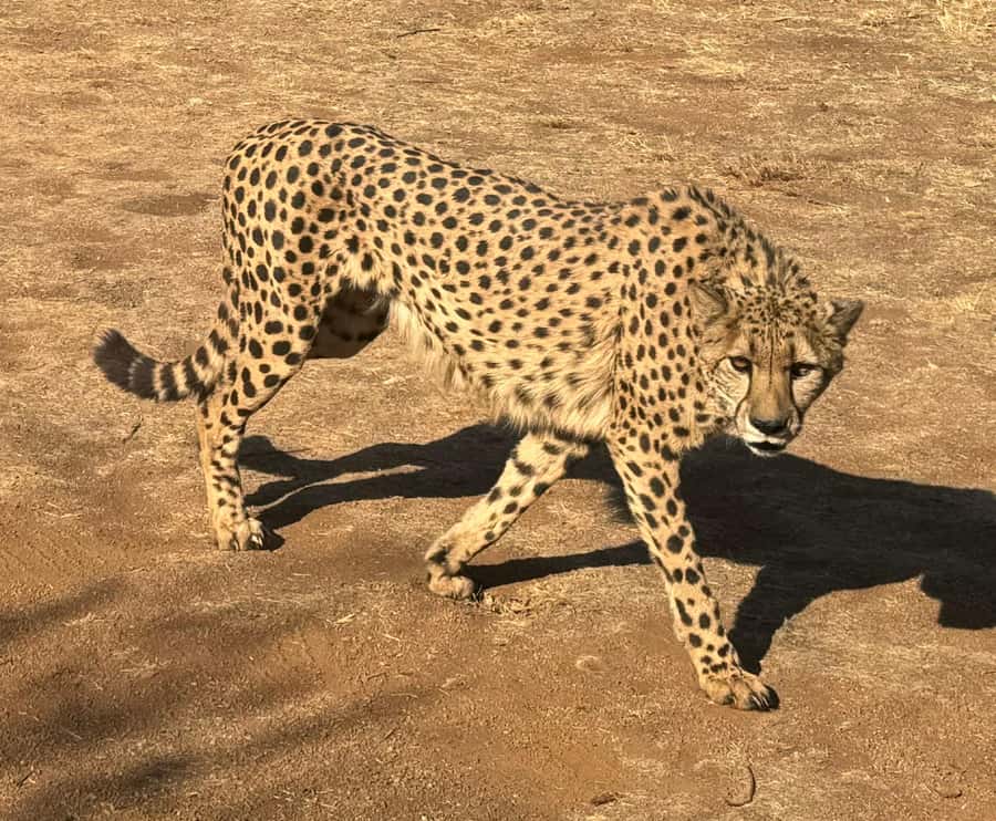 From Johannesburg: Cheetah Tour - Practical details that affect your decision