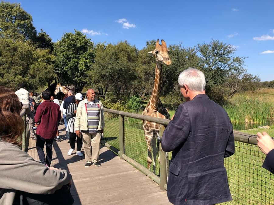 From Johannesburg: Cradle of Humankind and Lion Safari - Why combine lions with human origins?