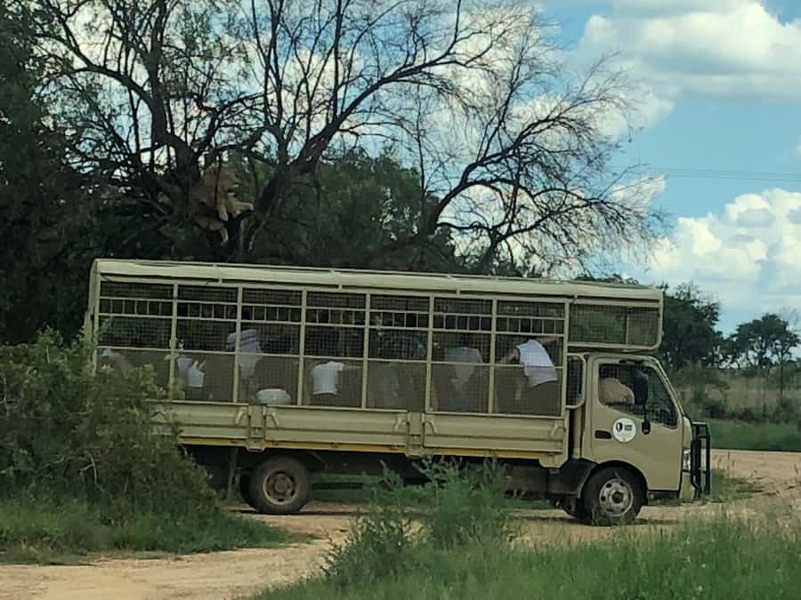From Johannesburg: Cradle of Humankind and Lion Safari - Is $224 a fair price?