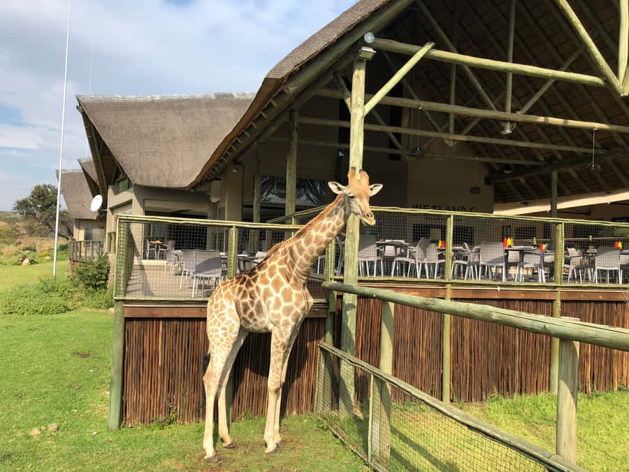 From Johannesburg: Cradle of Humankind and Lion Safari - Practical tips for a smoother visit